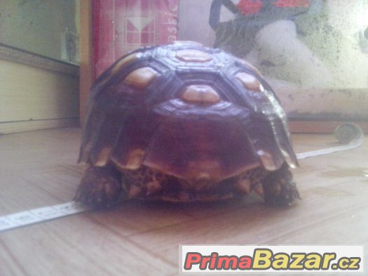 Centrochelys (Geochelone) sulcata – fotografie 3