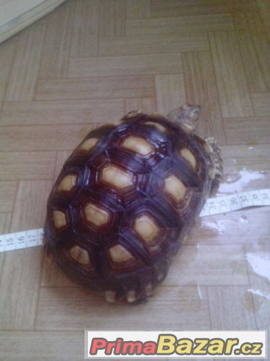 Centrochelys (Geochelone) sulcata – fotografie 4