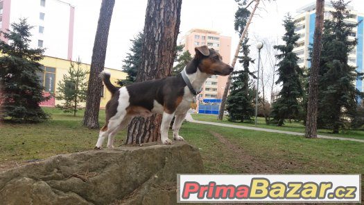 Nabízím ke krytí Jacka Russella s OJEDINĚLÝM zbarvením – fotografie 3