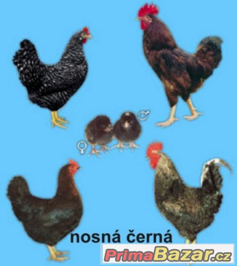 Násadová vajíčka nosných slepic – fotografie 3