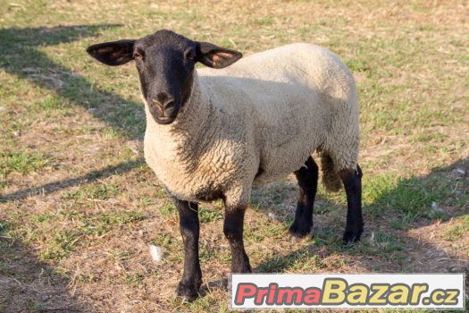 Prodám zvířata z farmy z důvody nemoci chovatele, pávy, nand – fotografie 1