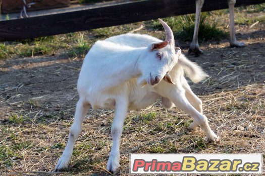 Prodám zvířata z farmy z důvody nemoci chovatele, pávy, nand – fotografie 5