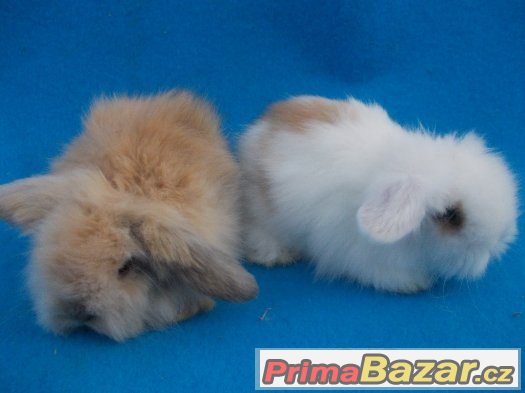 Zakrslí mazlíčci – fotografie 3