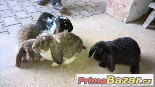 Francouzský beran - samci – fotografie 1