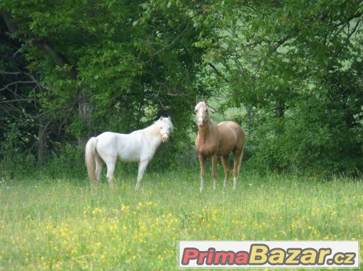 práce , dlouhodobá brigáda u koní -  Kroměřížsko – fotografie 2