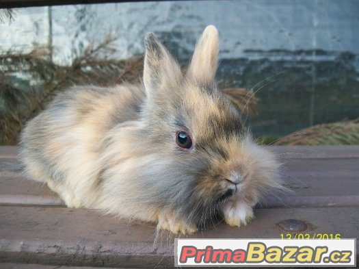 Mazlivý a krásný sameček, již k odběru ♥♥♥ – fotografie 1