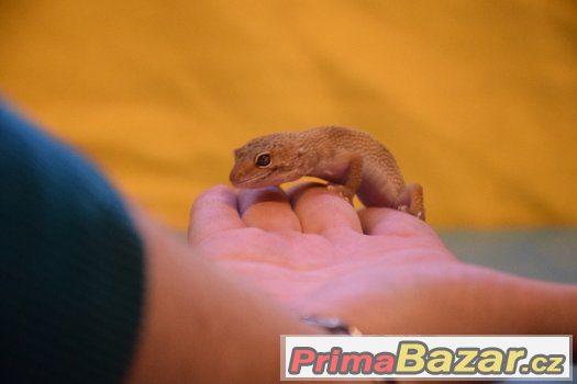 Gekončík – fotografie 1