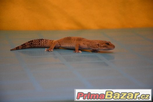 Gekončík – fotografie 3