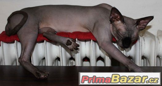 Kanadský sphynx - krytí – fotografie 2