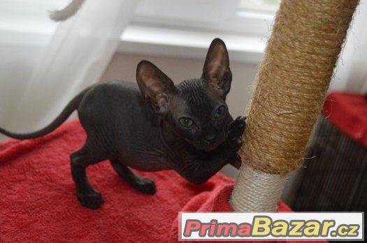 Kote Don Sphynx na prodej – fotografie 1