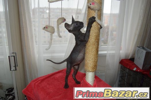 Kote Don Sphynx na prodej – fotografie 2