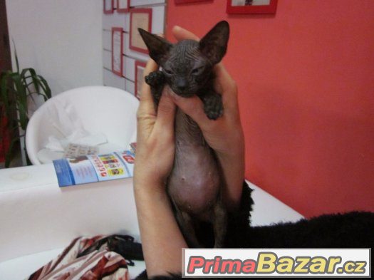 Kote Don Sphynx na prodej – fotografie 3