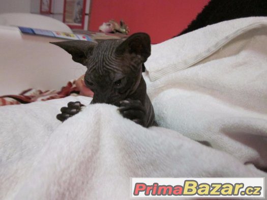 Kote Don Sphynx na prodej – fotografie 4