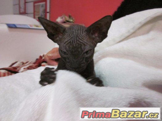 Kote Don Sphynx na prodej – fotografie 5