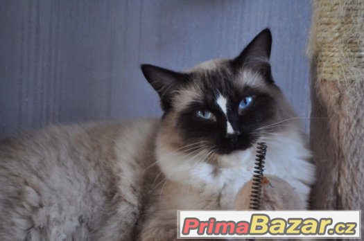 NÁDHERNÝ RAGDOLL S PP – fotografie 1
