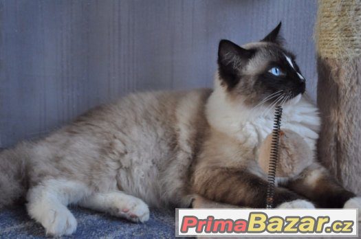 NÁDHERNÝ RAGDOLL S PP – fotografie 2