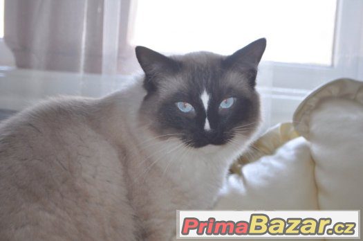 NÁDHERNÝ RAGDOLL S PP – fotografie 3