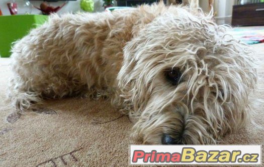 IRISH GLEN OF IMAAL TERRIER - krytí – fotografie 1