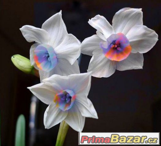 růžový narcis – fotografie 3
