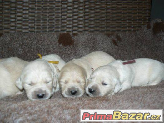 Zlatý retrívr - golden retriever s PP štěňata – fotografie 1