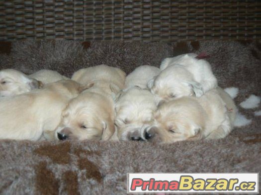 Zlatý retrívr - golden retriever s PP štěňata – fotografie 3