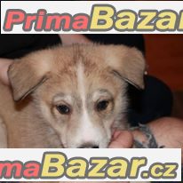 Štěně sibiřský husky