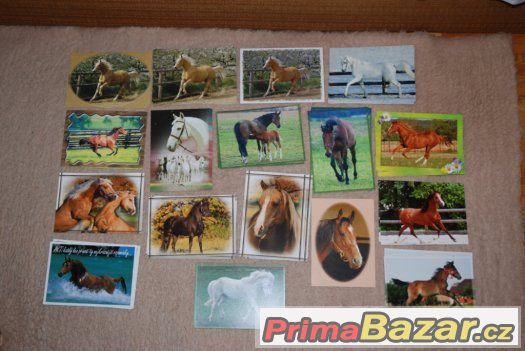 pohledy koní – fotografie 2
