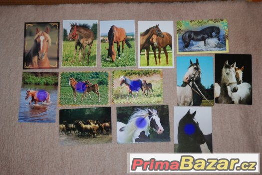 pohledy koní – fotografie 5