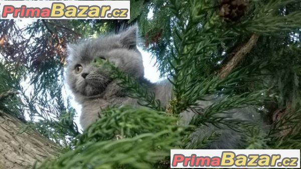 Prodám dvě modrá koťátka - kocourky – fotografie 3