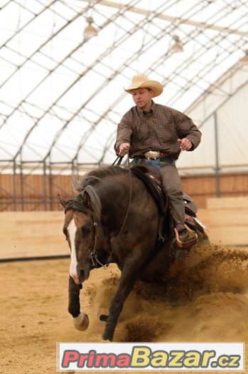 Připouštení Quarter Horse hřebcem A JAC O RIMA – fotografie 1