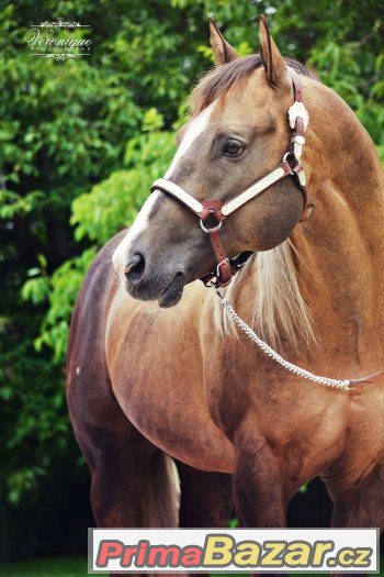 Připouštení Quarter Horse hřebcem A JAC O RIMA – fotografie 5