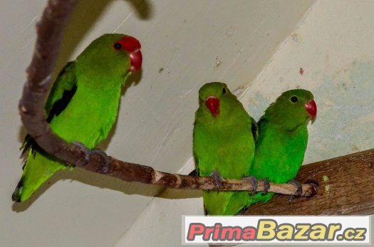 Agapornis etiopský – fotografie 1