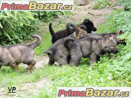 Prodám štěňata Německých ovčáků s PP – fotografie 5
