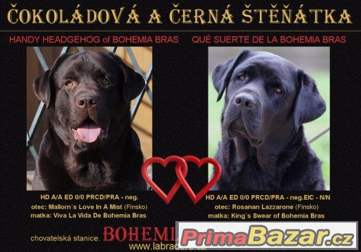 LABRADOR RETRIEVER – temně čokoládový pejsek právě k odběru – fotografie 1