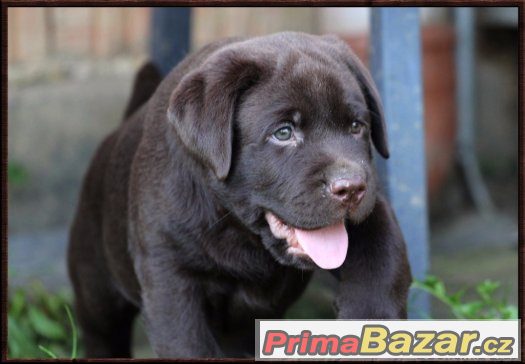 LABRADOR RETRIEVER – temně čokoládový pejsek právě k odběru – fotografie 2