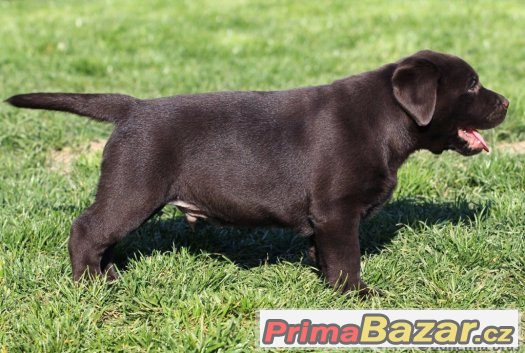 LABRADOR RETRIEVER – temně čokoládový pejsek právě k odběru – fotografie 3