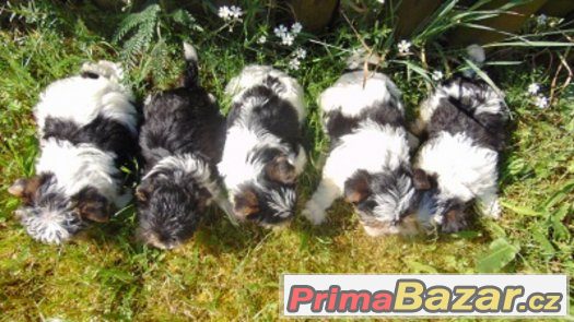 Biewer yorkshire terrier - štěňátka s PP – fotografie 2
