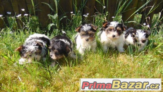 Biewer yorkshire terrier - štěňátka s PP – fotografie 3