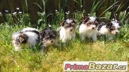 Biewer yorkshire terrier - štěňátka s PP – fotografie 4