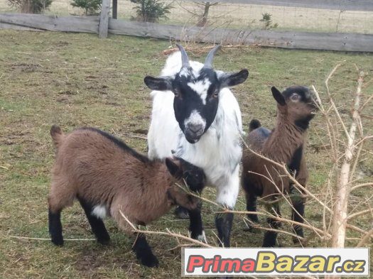 Mini kůzlátka na prodej. – fotografie 1