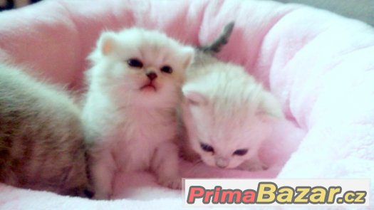 luxusní britské chinchila a whiskas kotátka – fotografie 1