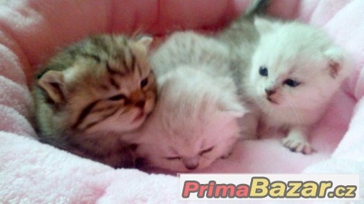 luxusní britské chinchila a whiskas kotátka – fotografie 2
