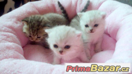 luxusní britské chinchila a whiskas kotátka – fotografie 5
