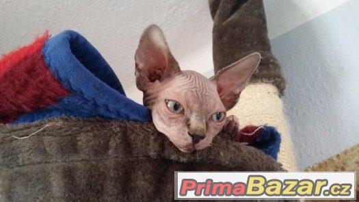 Kanadský sphynx – fotografie 2