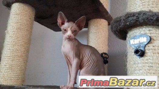 Kanadský sphynx – fotografie 3