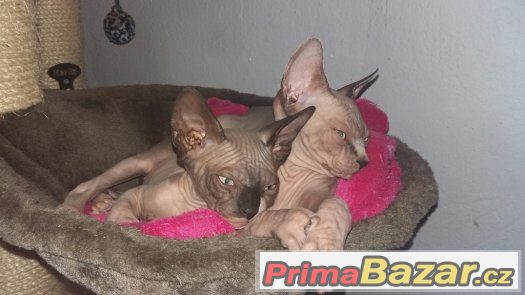 Kanadský sphynx – fotografie 4