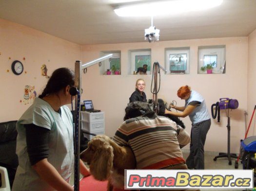 AKCE - Kurz Úprava psů Brno 2016 – fotografie 1
