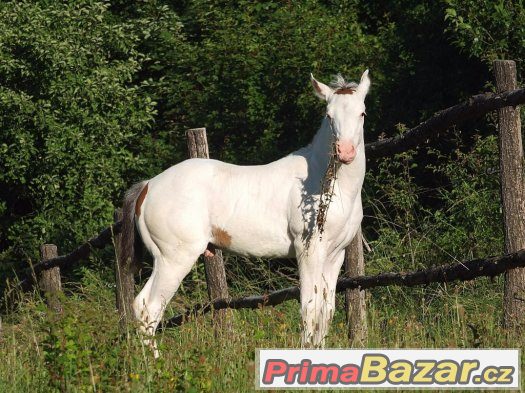 Prodám APH hřebečka – fotografie 1