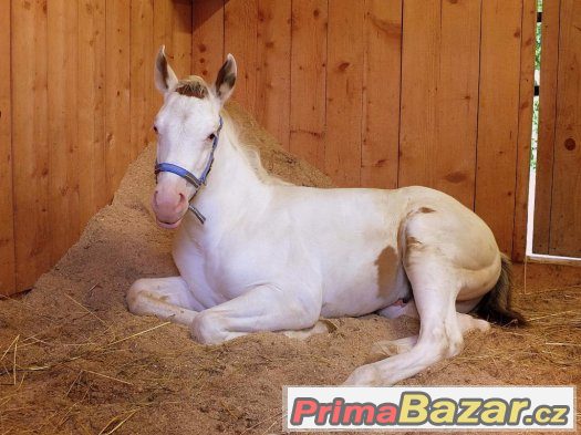 Prodám APH hřebečka – fotografie 2