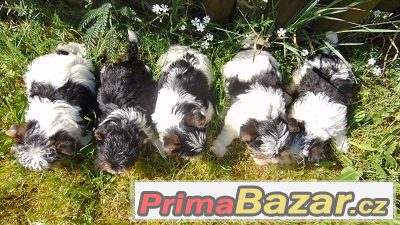 Biewer yorkshire terrier - štěňátka s PP – fotografie 2